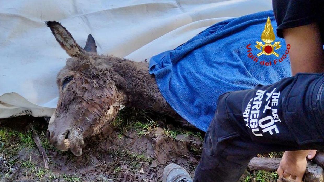 Valdengo, un'asinella intrappolata nel fango viene salvata dai vigili del fuoco