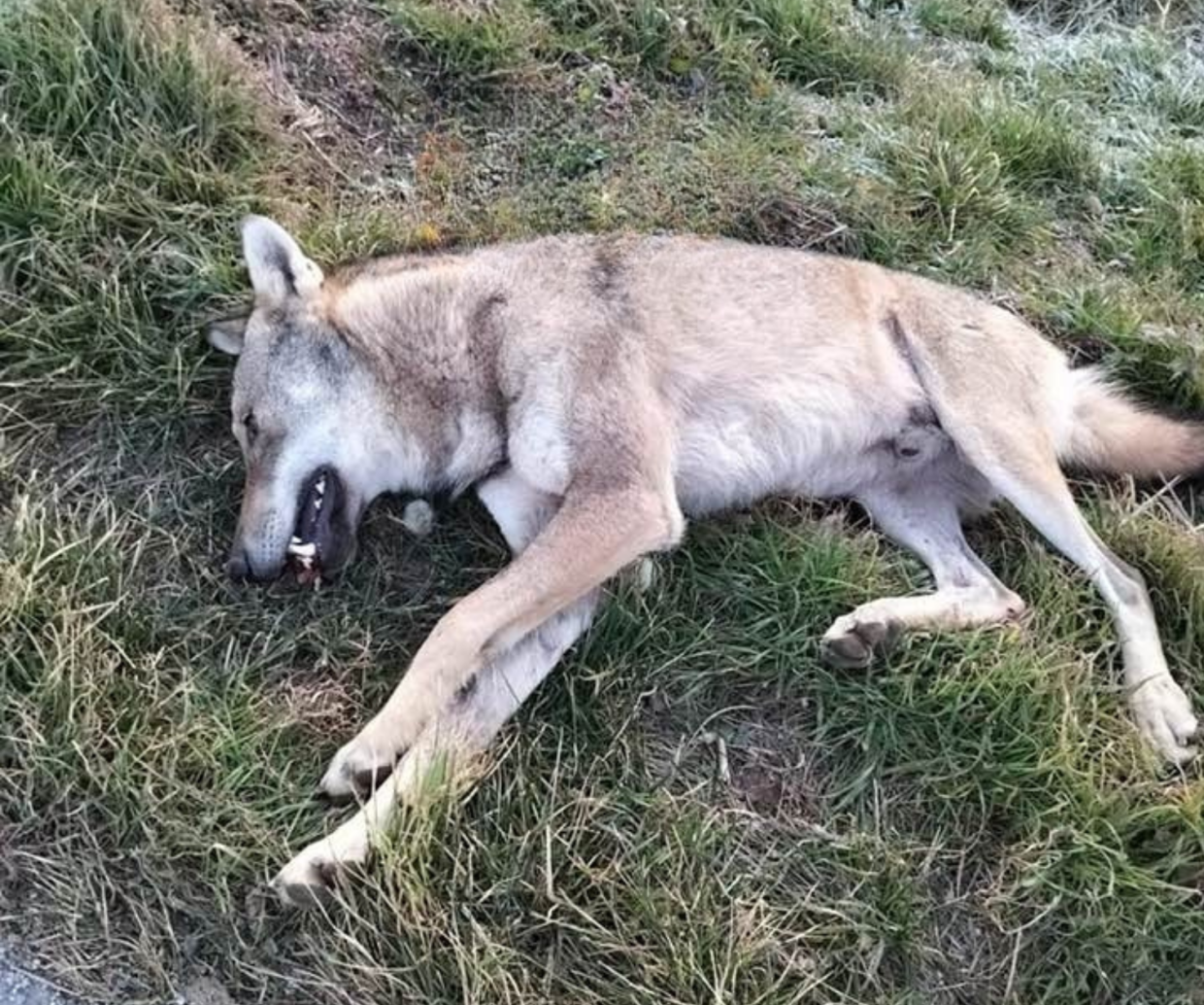 Piemonte, 65 lupi trovati morti da inizio anno: 20 solo nel Torinese