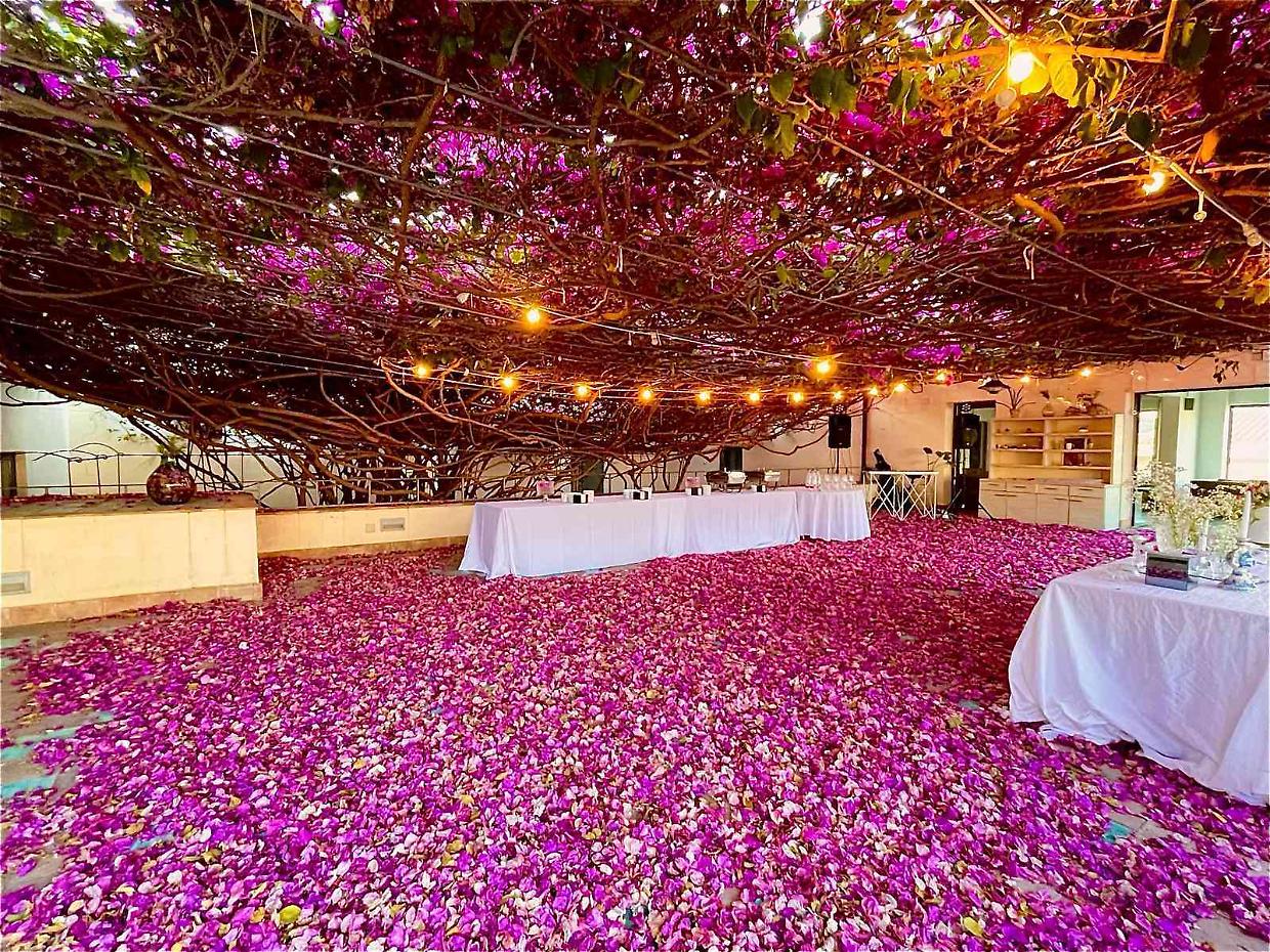 Italia è la nazione dei giganti verdi: quasi 5mila alberi monumentali sotto tutela