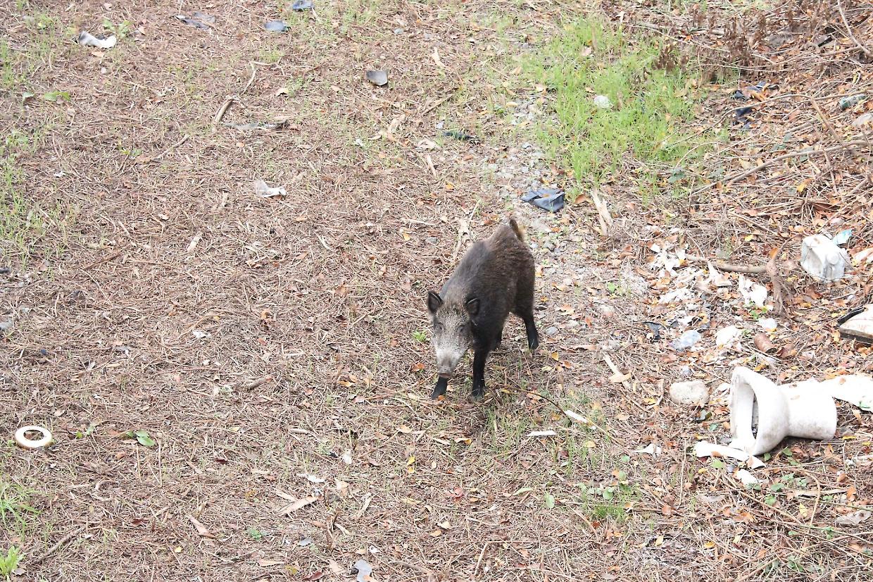 Trincerone, bonifica finita entro gennaio, ma per ora &egrave; &ldquo;colonizzato&rdquo; dai cinghiali