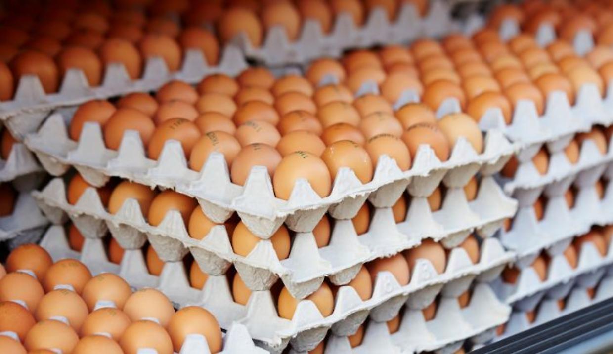 Allerta uova fresche: tre lotti richiamati per rischio microbiologico