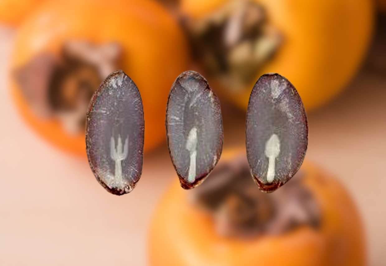 La leggenda dei semi dei cachi: ecco come un frutto può prevedere l'inverno