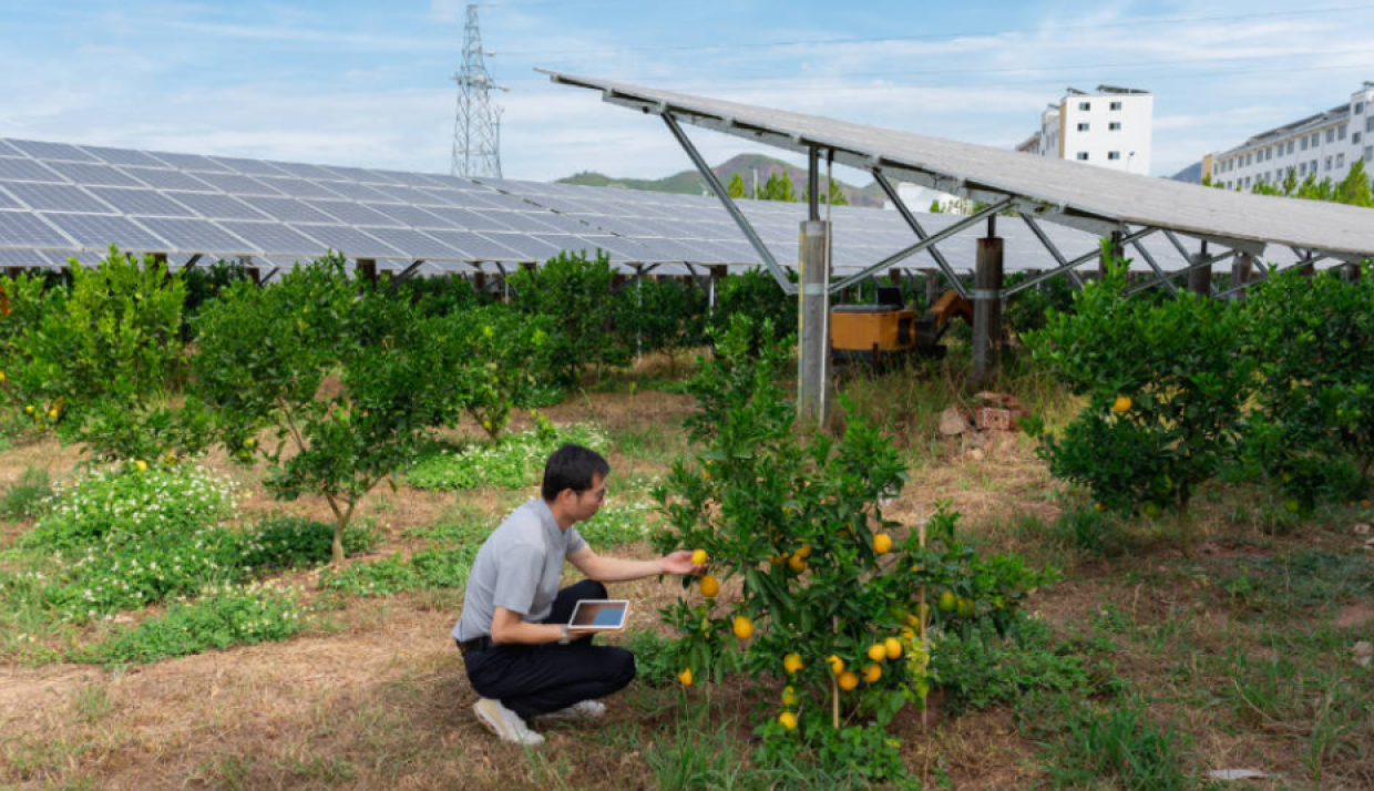 «No ai nuovi mega impianti». Cia contro i campi agrivoltaici