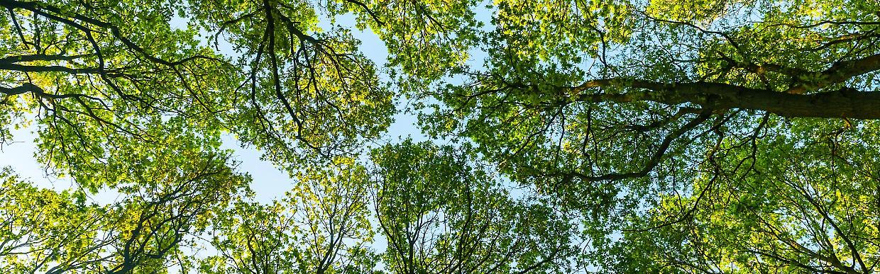 A Pinerolo nasce il Bosco dell’Amicizia: piante diverse per ogni città gemellata