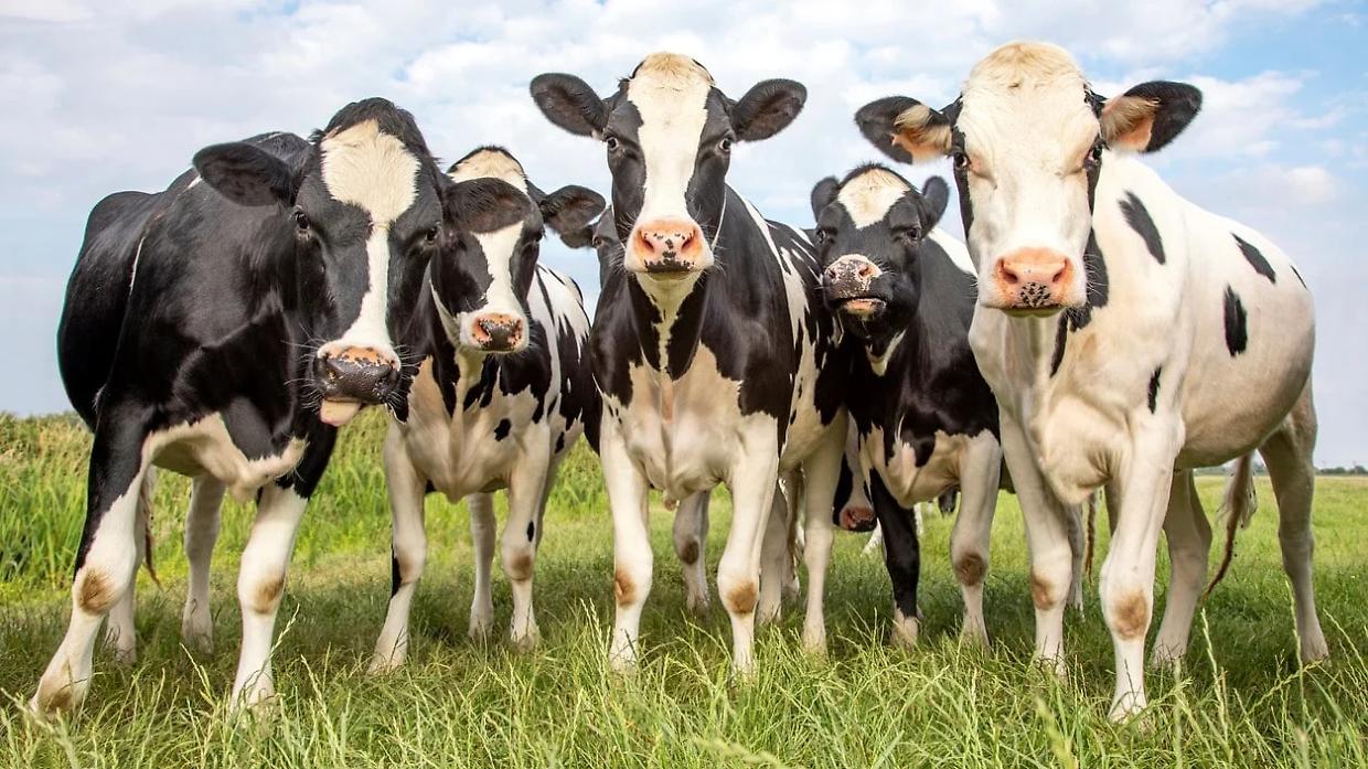 Borgo d’Ale, rubate 32 mucche in un’azienda agricola