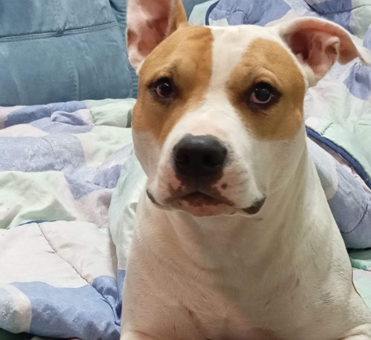 Ha l'aspetto di un vero duro, ma l'apparenza inganna