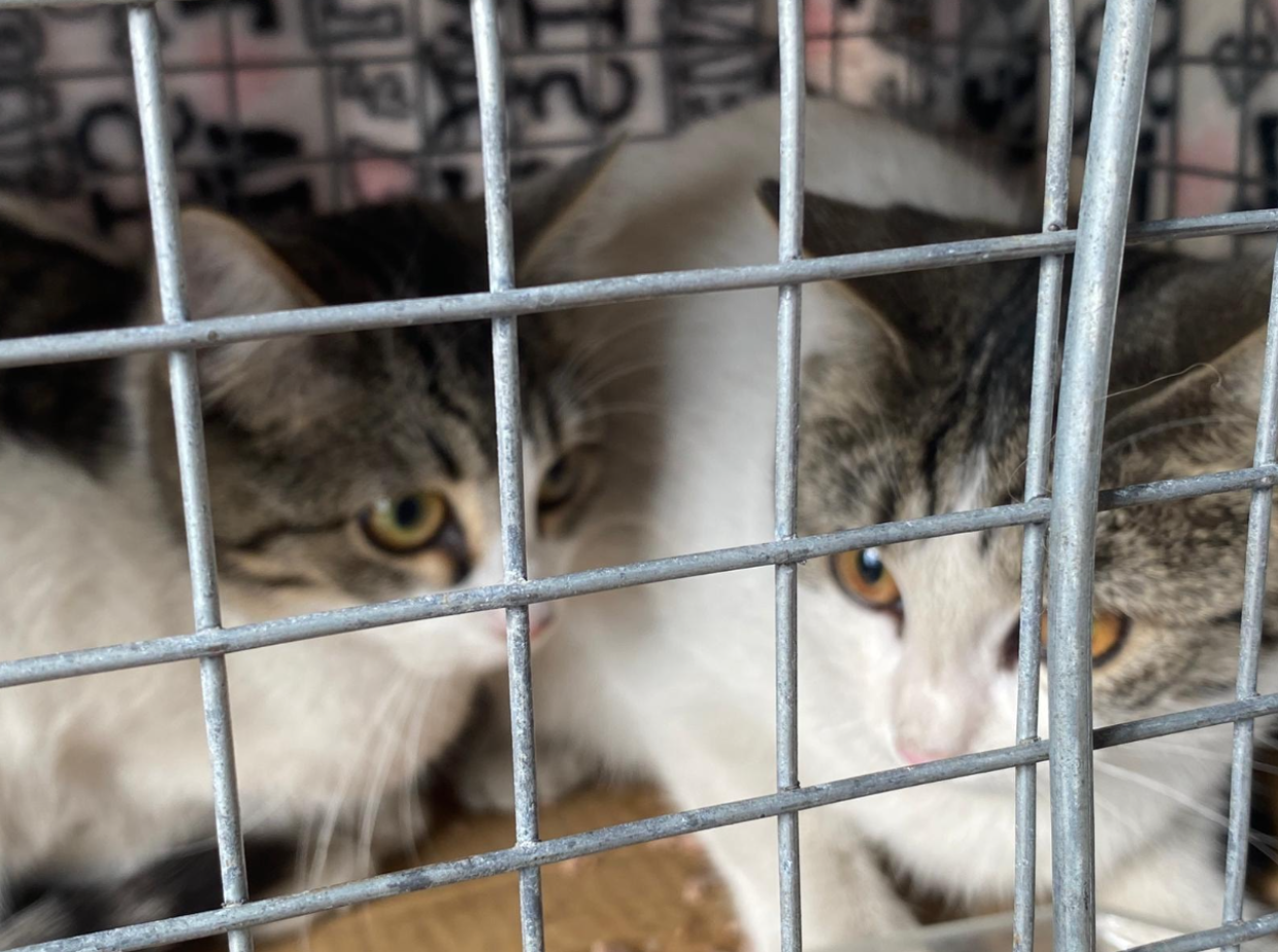 Vagavano per strada al freddo: i piccoli sopravvissuti