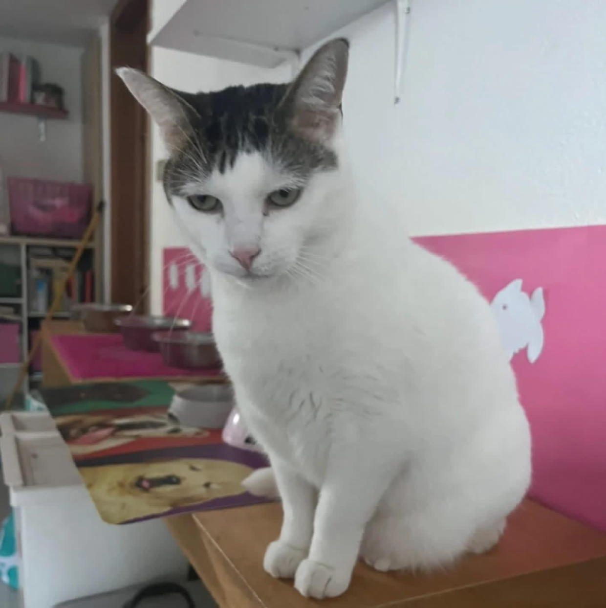 Milo è rimasto solo dopo che la sua mamma è volata in cielo