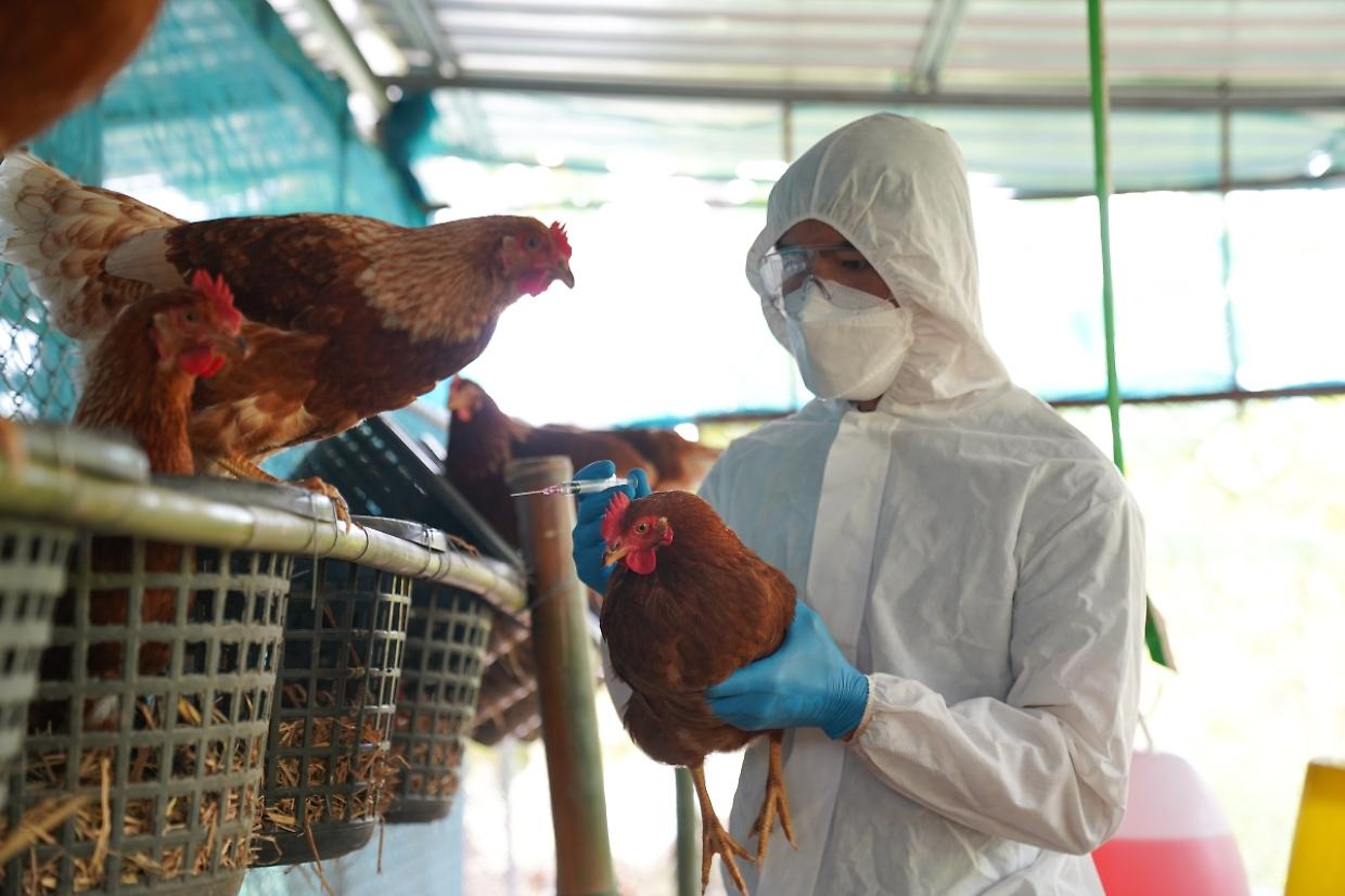 Influenza aviaria H5N5: per la prima volta un uomo risulta positivo, ecco cosa può succedere