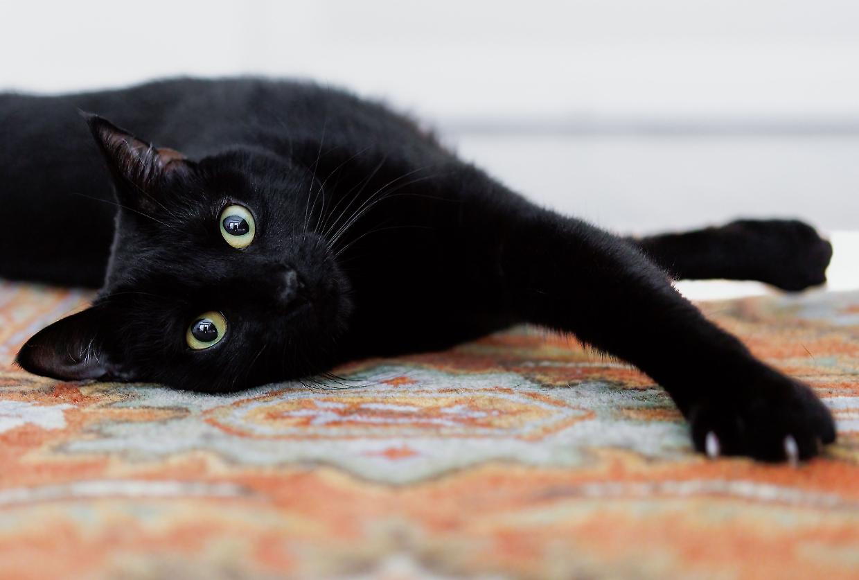 Perché il 17 novembre si festeggiano i gatti neri?