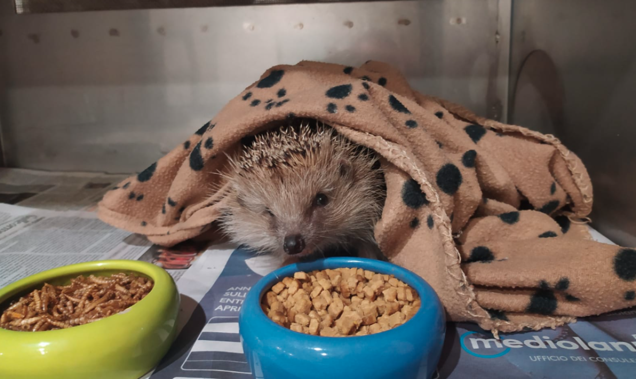 Emergenza ricci in Piemonte: ondata record di cuccioli al Centro Recupero Ricci “La Ninna”