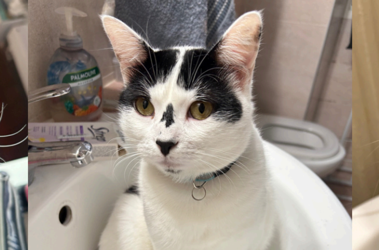 E' scomparso da giorni. La famiglia disperata: "Aiutateci"