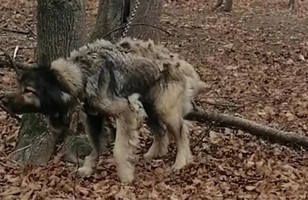 Cani incatenati nel bosco: aperta un’indagine dopo il ritrovamento a Borgata Pomeano