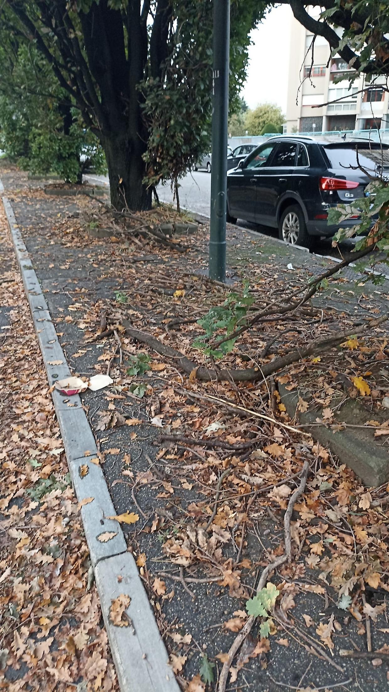 Via Tempia, criticità su alberature, cordoli e illuminazione