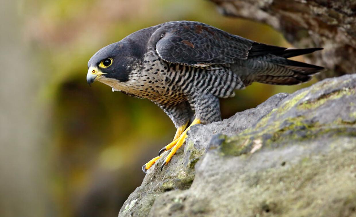 Muoio di paura un falco pellegrino e una cornacchia albina all'Oasi degli Animali