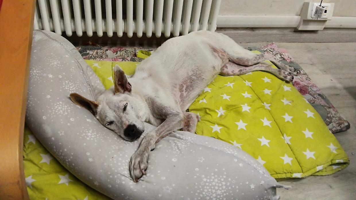 Kira, la cagnolina “over 10” che ha trovato una famiglia grazie al Comune