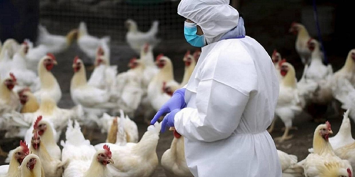 Influenza aviaria in Europa: l’Efsa segnala un aumento record dei casi