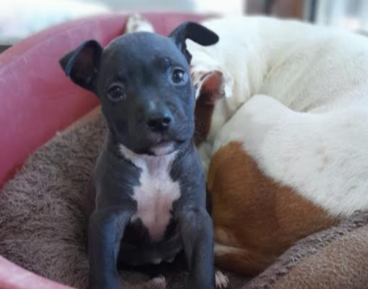 Trovato mal nutrito, ma Olindo è un vero guerriero