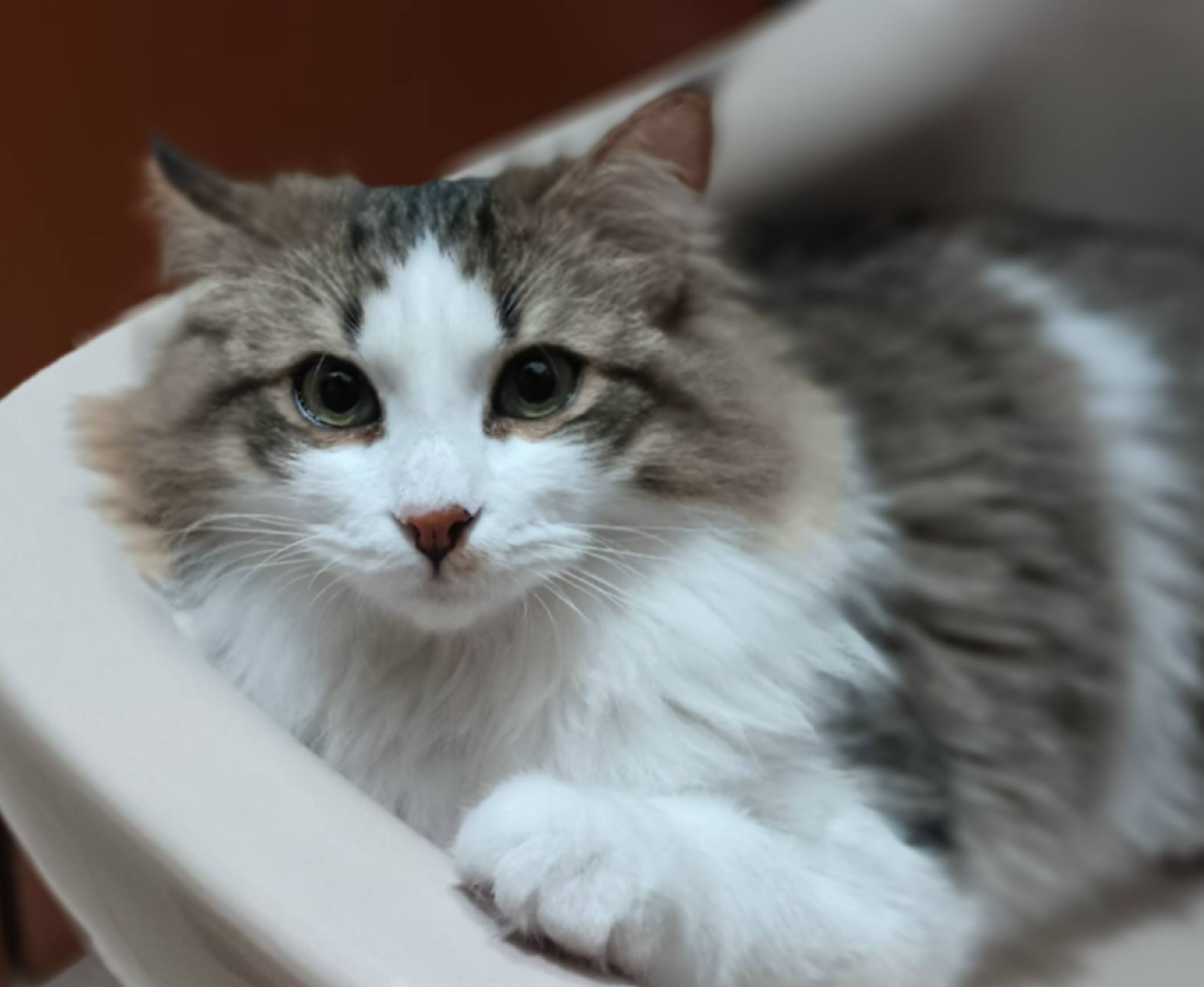 Pallino, il gatto più dolce di Torino