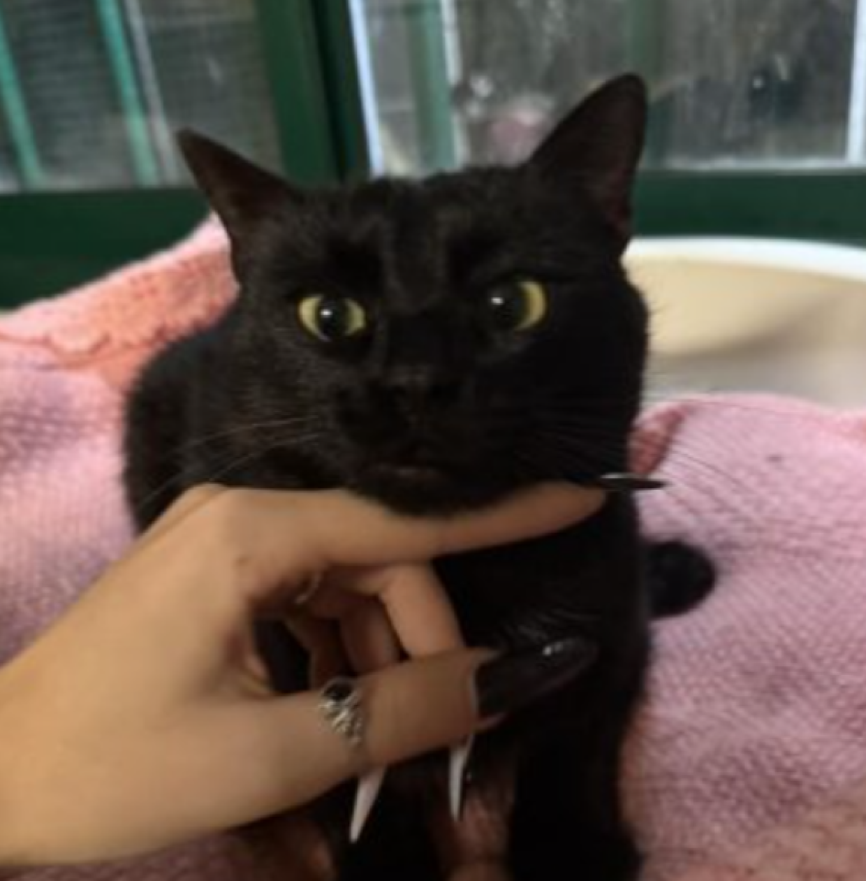 Nella notte è stato abbandonato dentro una lettiera