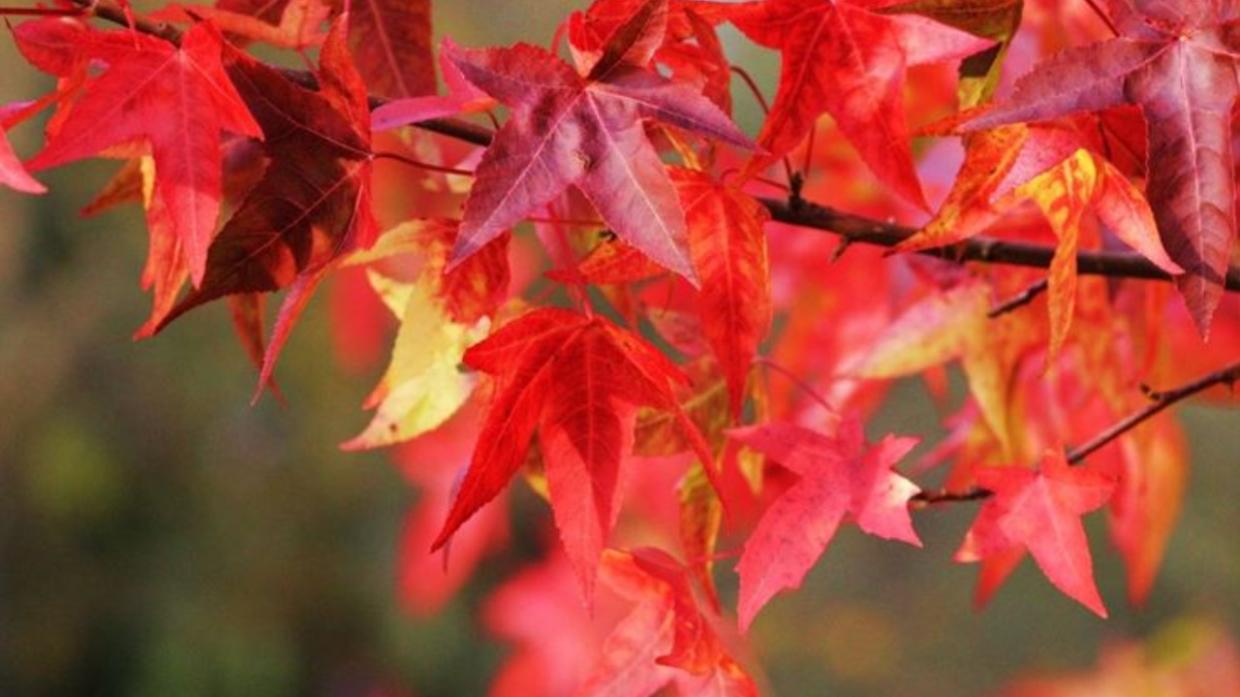 Alla scuola Anna Frank di Druento un liquidambar per l’inclusione: si pianta il futuro
