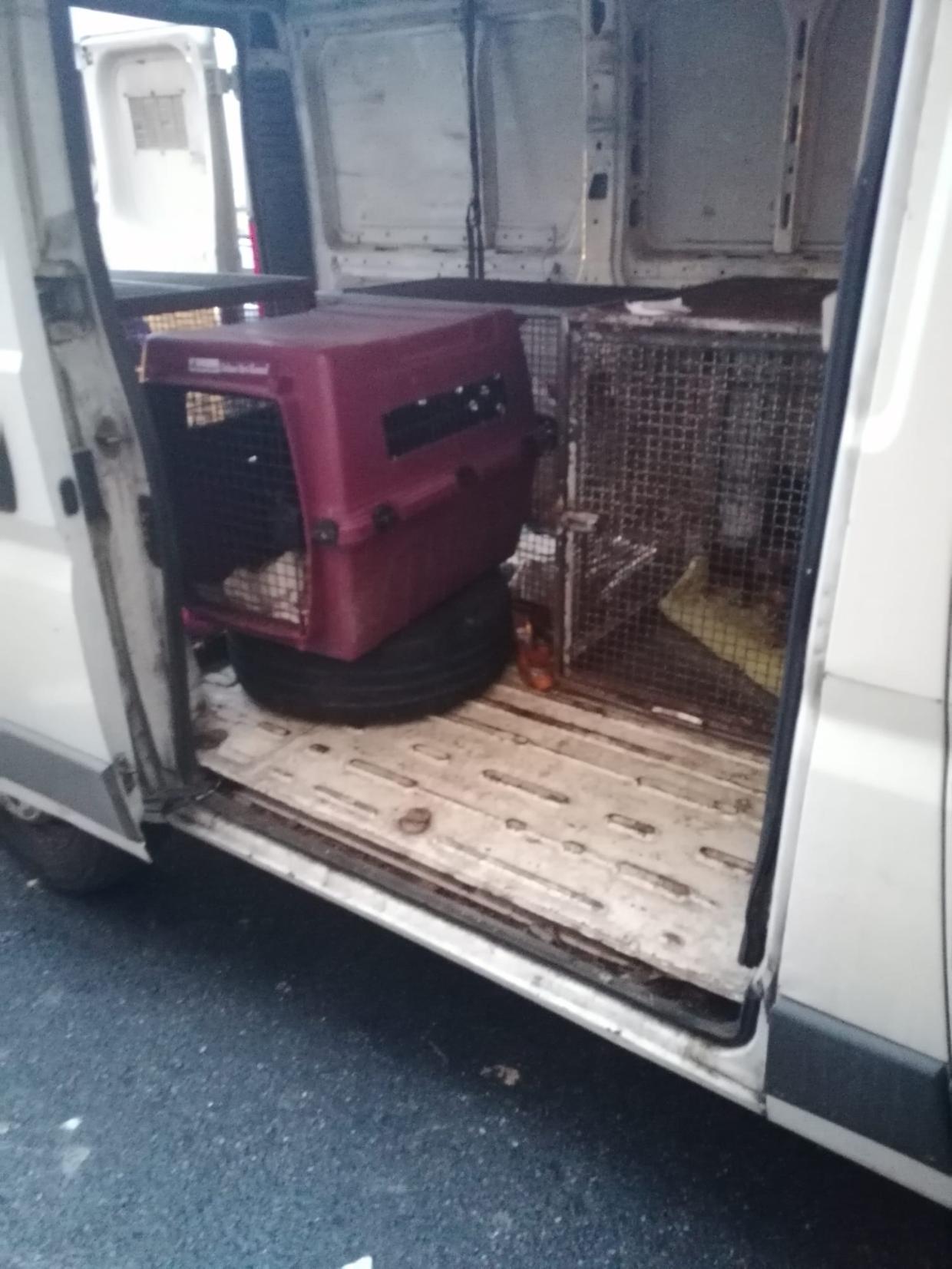 Undici cani nell’alloggio sgomberato ieri: salvati grazie all’intervento in via Aosta