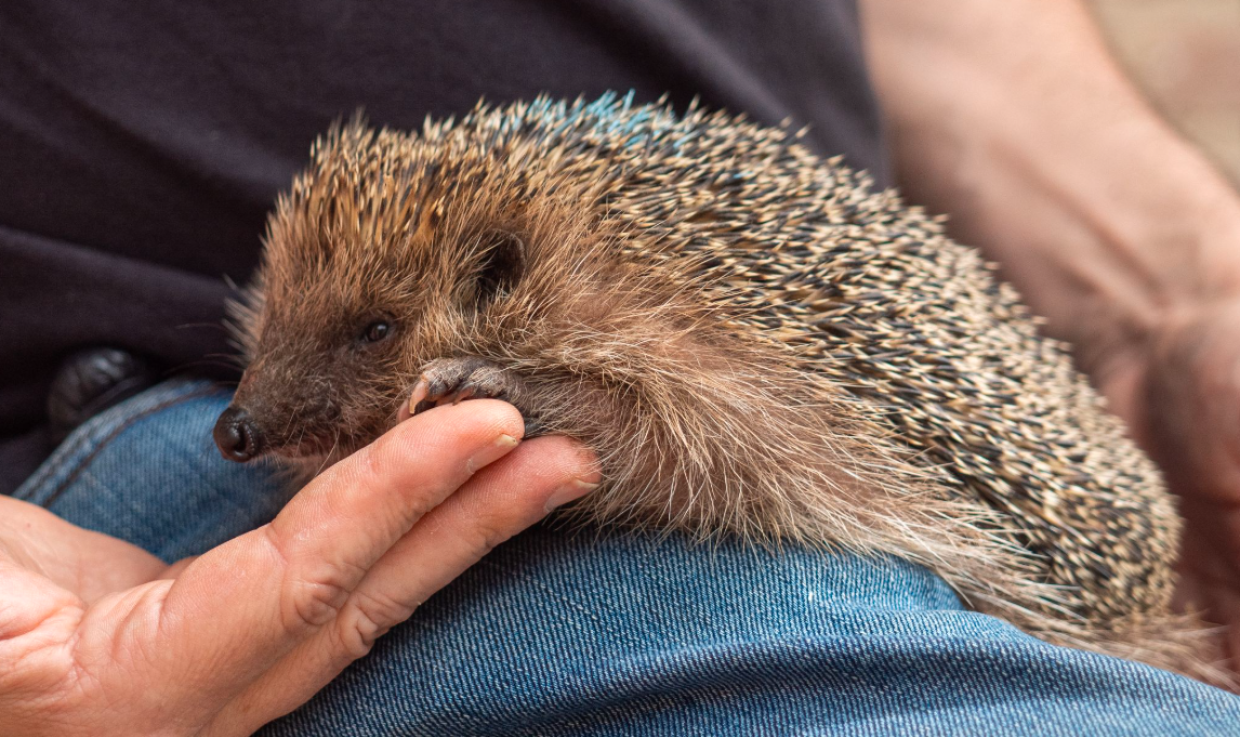 Il centro di recupero La Ninna cerca volontari per preparare i pasti del Riccio Day
