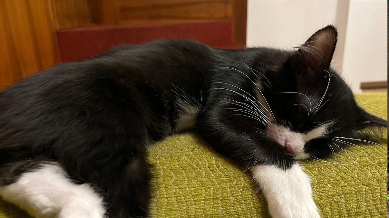 Il radiologo Fanelli verso il processo: Tac e drenaggio alla gatta Athena in ospedale