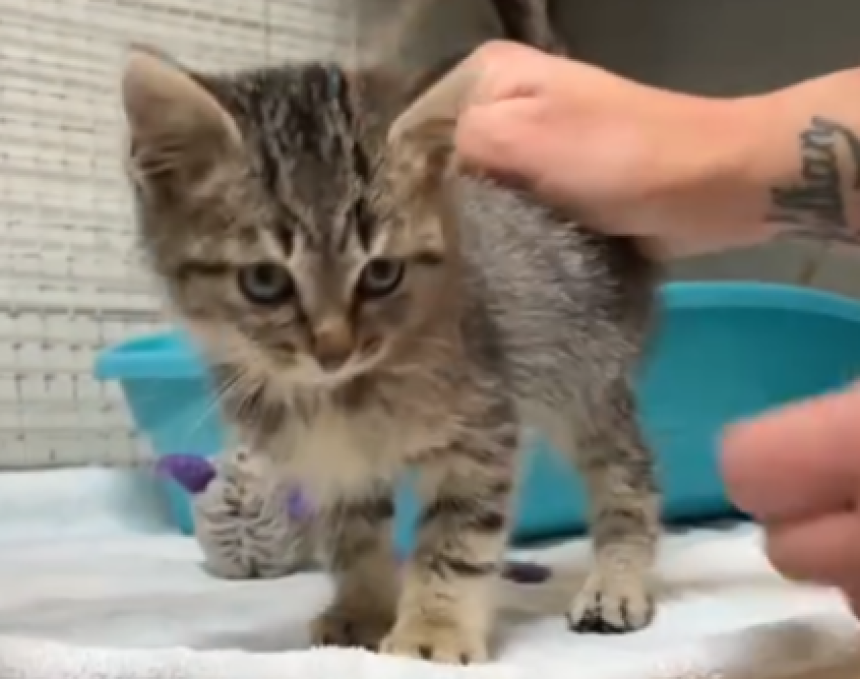 Come si fa a resistere a questo musetto?