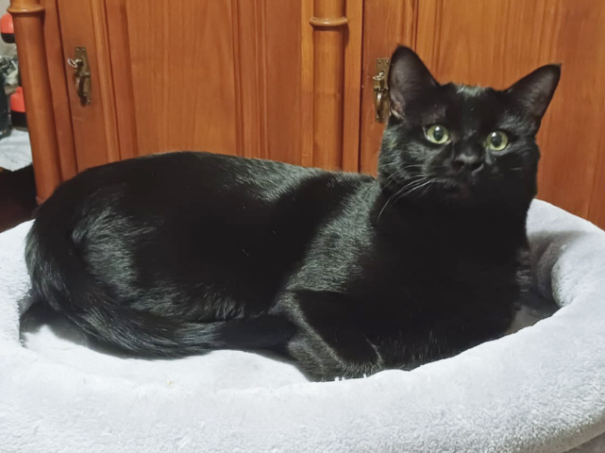 Carboncino, il gatto nero "del Piemonte"