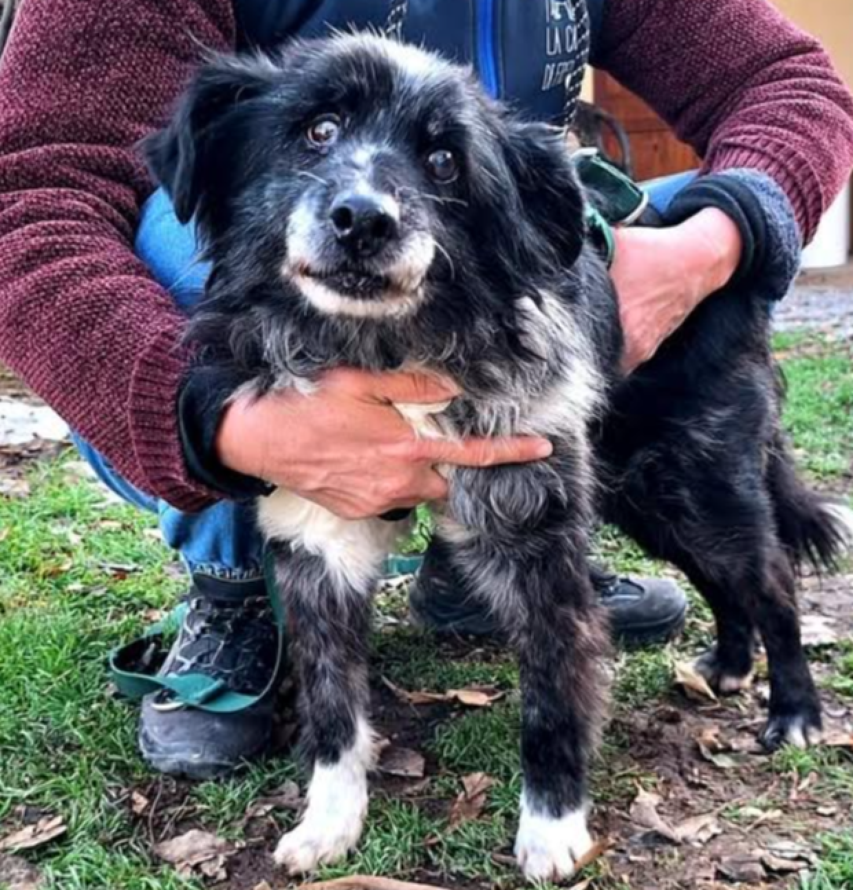 Salvata da una vita in catena: la dura storia di Briciola