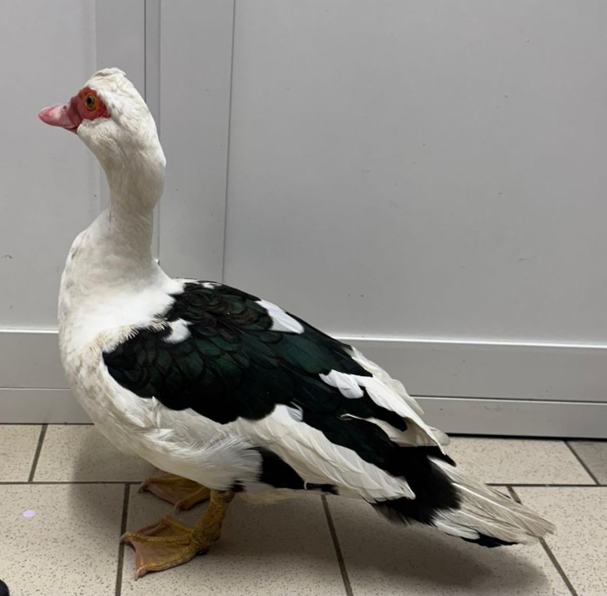 Chieri, trovata un’anatra muta in Piazza Dante