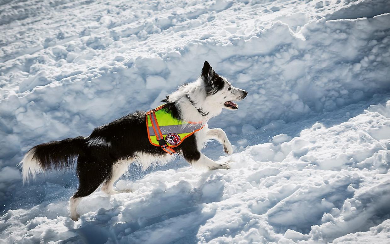 Cani da valanga piemontesi: operativi a pieno regime per la sicurezza in montagna