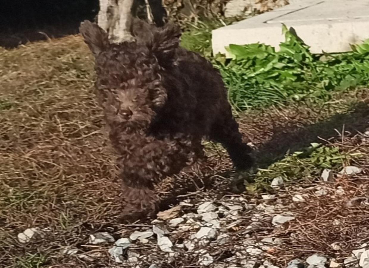 Ritrovata Kimi, la cagnolina rubata a Mombasiglio