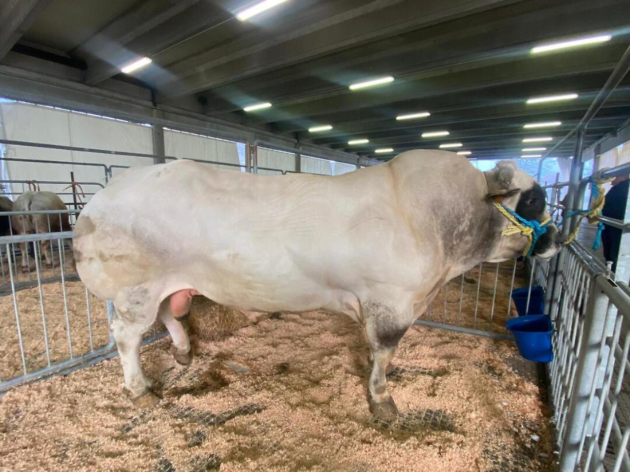 Carmagnola celebra le sue eccellenze agricole con la fiera di dicembre