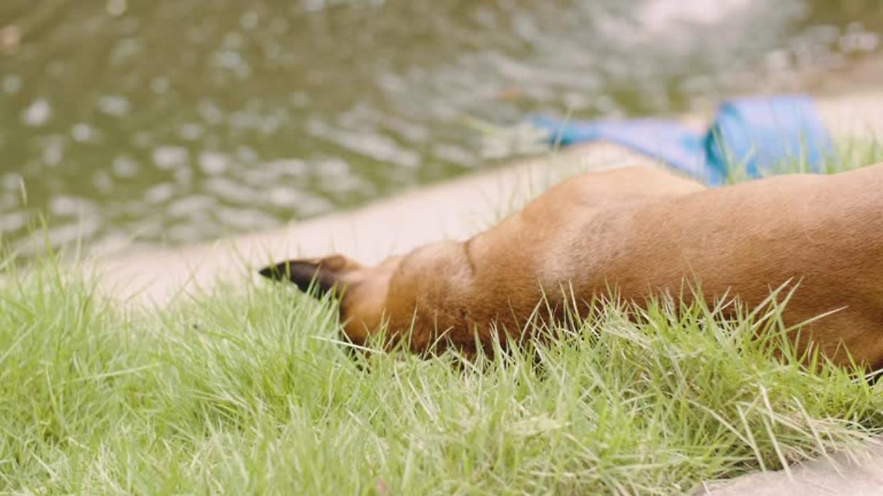Verolengo, cane trovato morto sotto il ponte del Canale Cavour