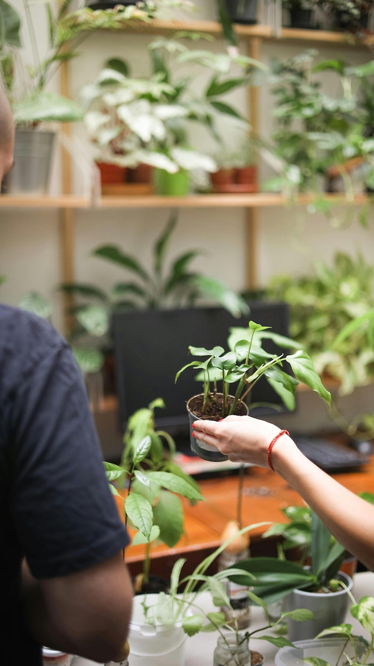 Torino, debutta “Botanical Groove”