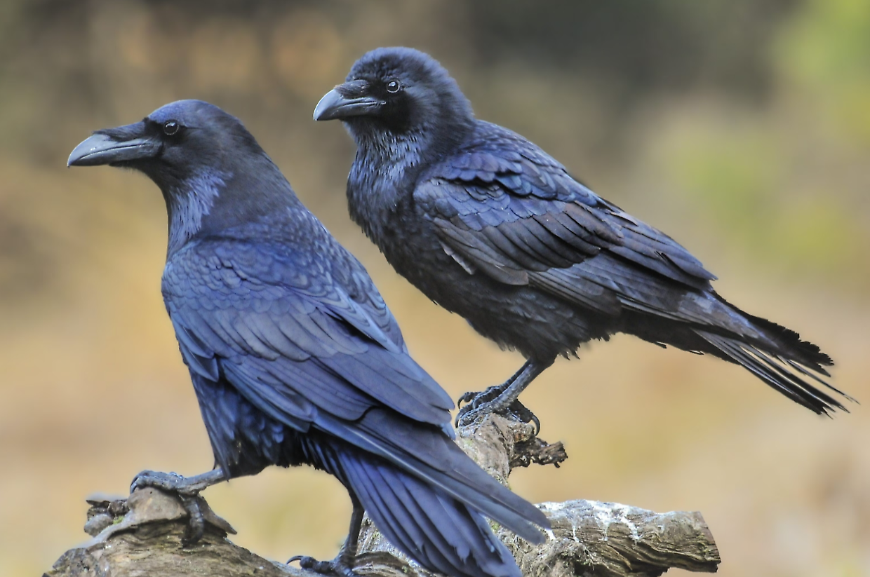 I corvi "padroni" del cimitero. &laquo;Non possiamo abbatterli, sono protetti&raquo;