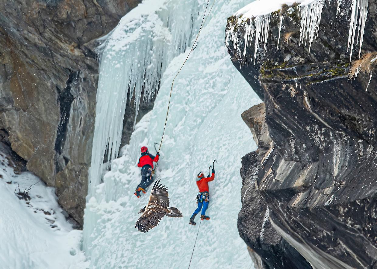 Protezione del gipeto: nuova area vietata agli alpinisti in Valnontey