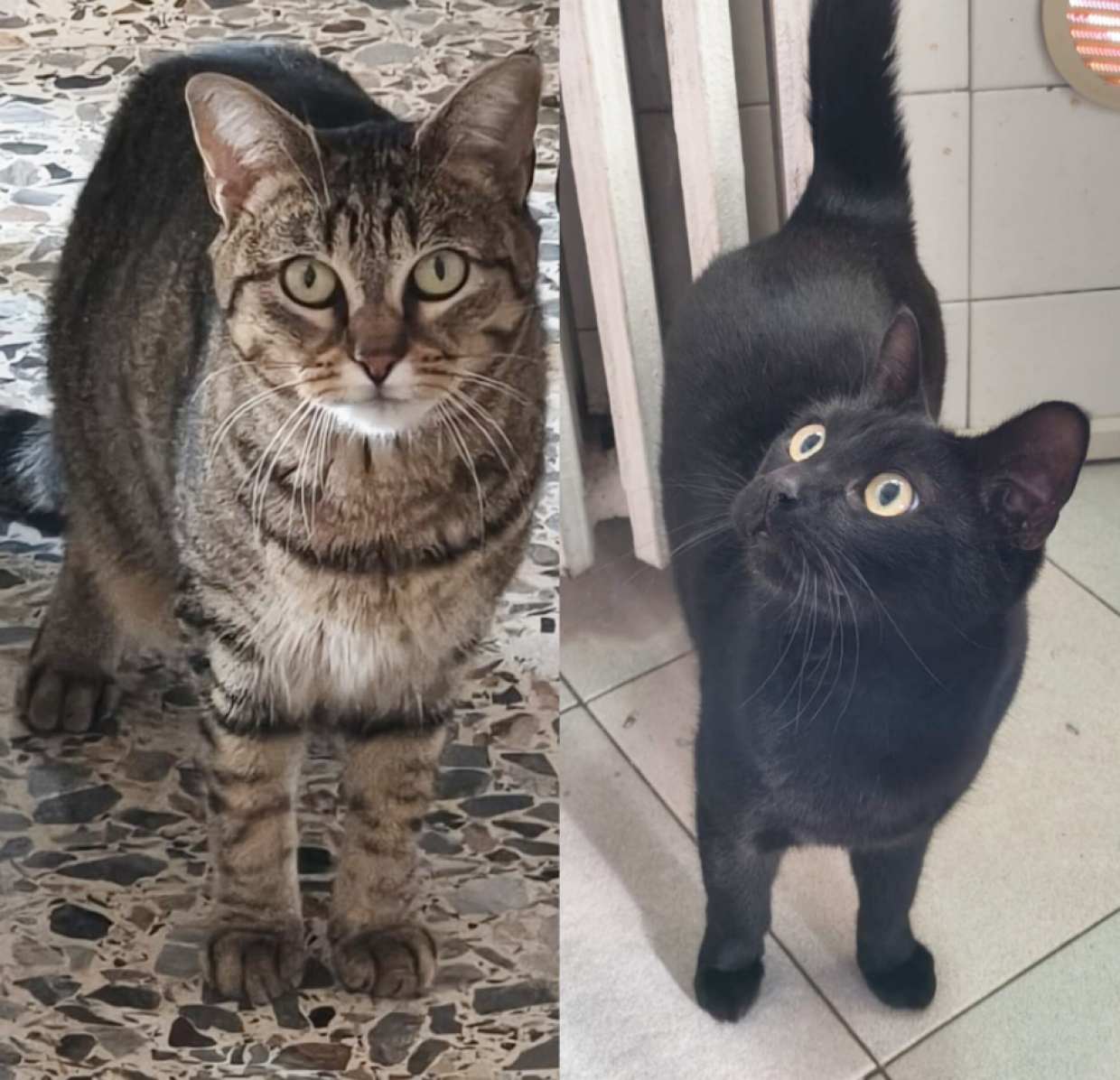 Lasciati per strada in un trasportino: la storia di Nerone e Perla