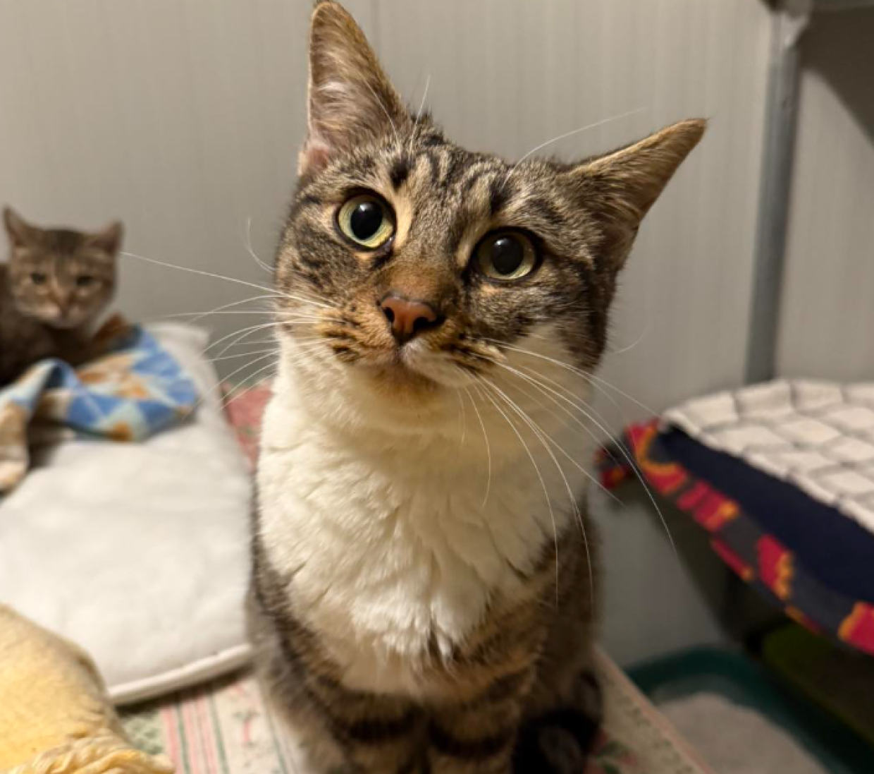 La dolce Gigi, una vita intera in gattile