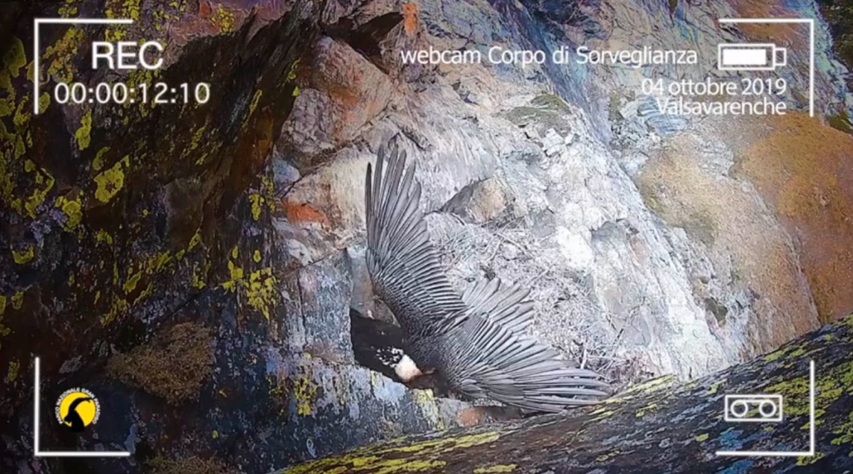 Valsavarenche, torna online la webcam dei gipeti: riparte l&rsquo;8^ stagione di #GipetOnAir