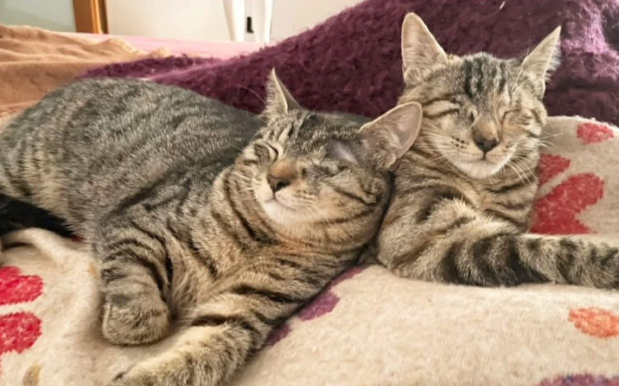 Due dolci "piratesse". Lucy e Morgana, gattine cieche ma piene d'amore