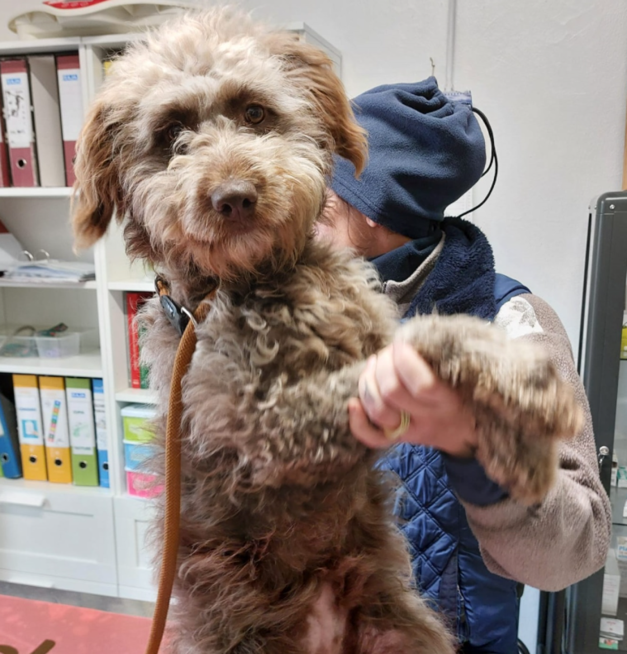 Vagava in strada: salvata, pulita e nutrita all'Enpa di Torino