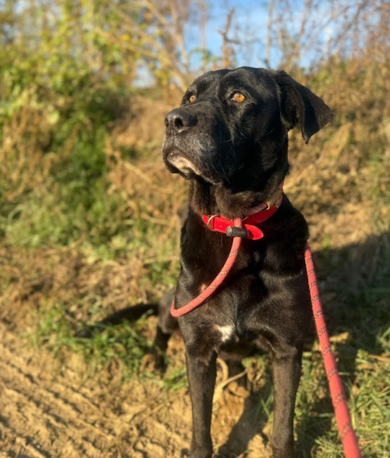 Maltrattata e tenuta in catena, ora Bella torna a vivere