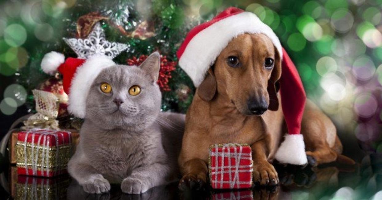 Natale a quattro zampe: regali gourmet, fashion e di design per cani e gatti