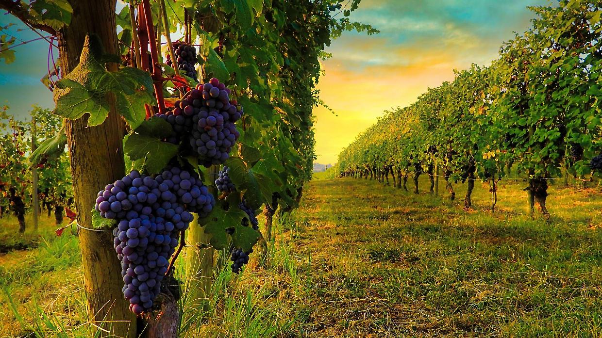 L&rsquo;Italia regge ai dazi Usa, ma il Piemonte &egrave; tra le regioni pi&ugrave; vulnerabili: ecco perch&eacute;