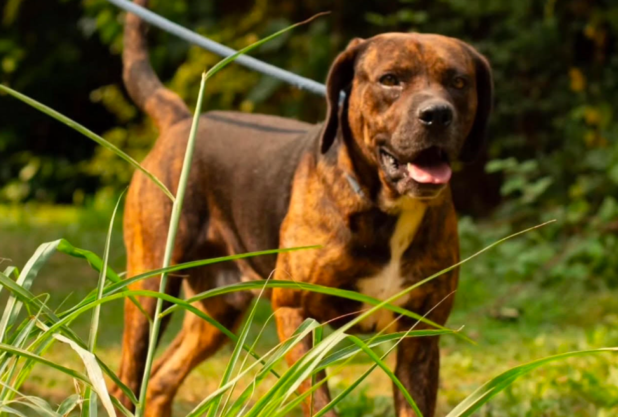 Non era desiderato, stava per fare "una brutta fine". La storia di Lenny