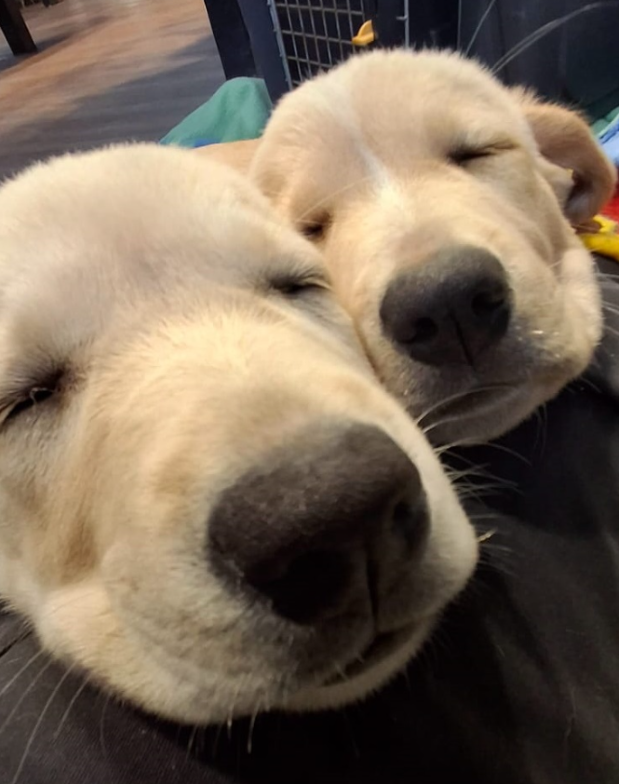 Le sorelline "pi&ugrave; dolci di Torino": Ciambella e Apple Pie