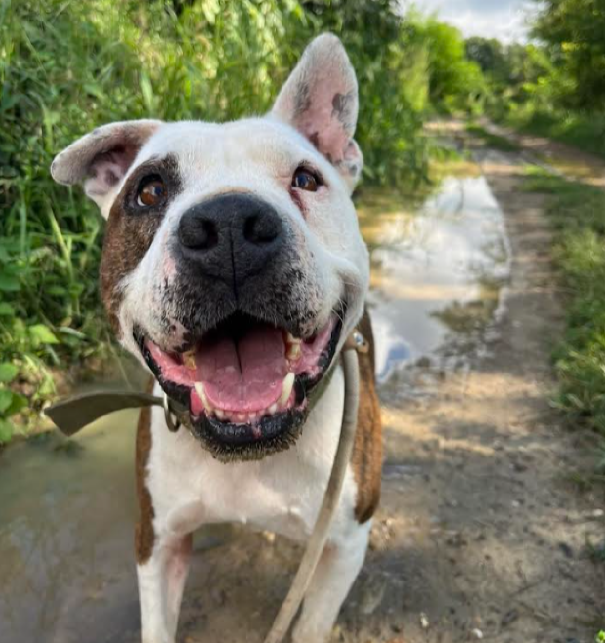 Legato in terrazzo e poi in un box: la vita dura di Bueno